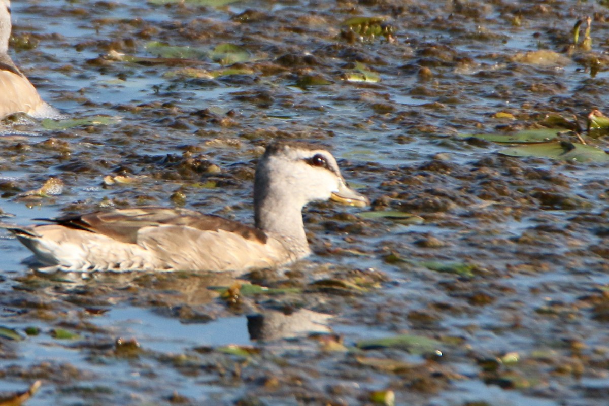 Cotton Pygmy-Goose - ML518121571