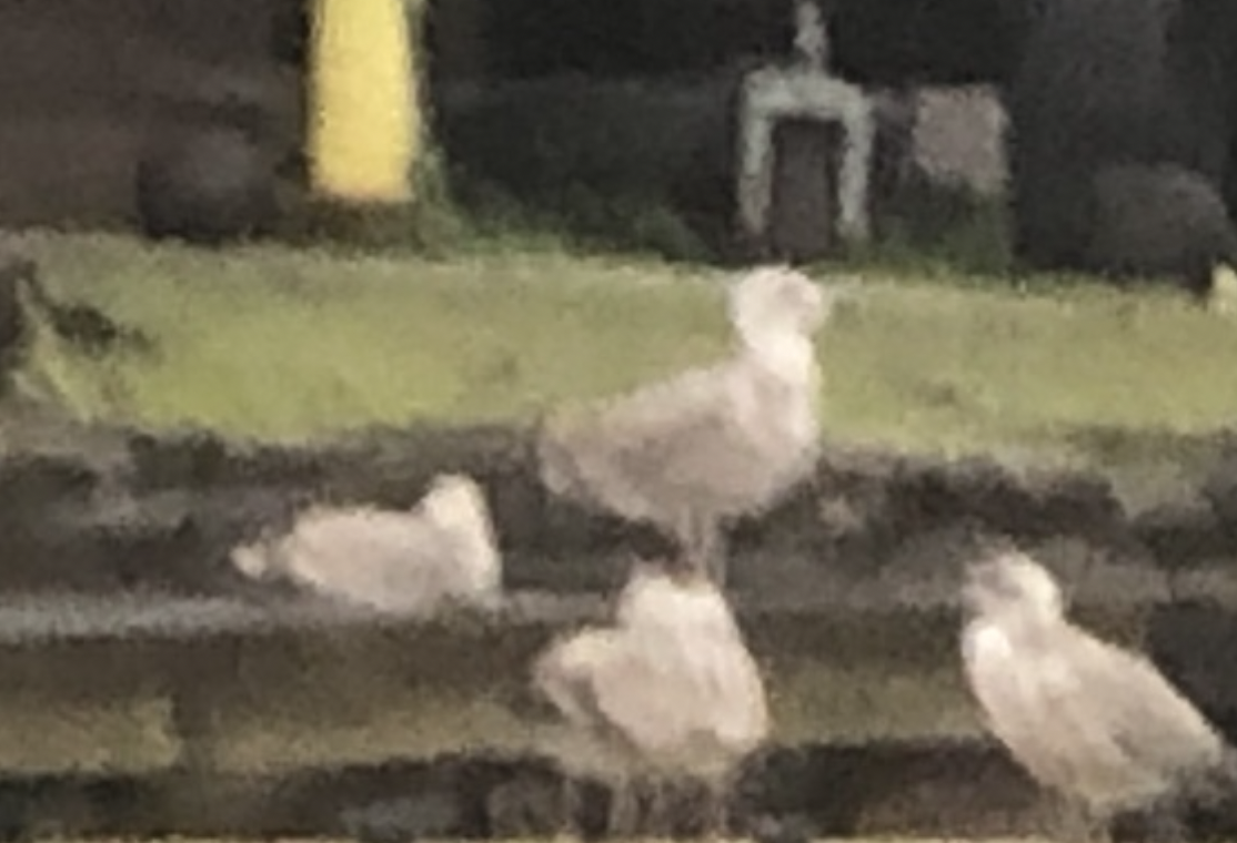 Caspian/European Herring/Yellow-legged Gull - ML518121681