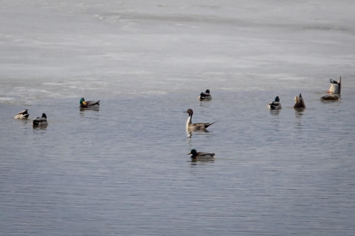 Northern Pintail - ML518121791