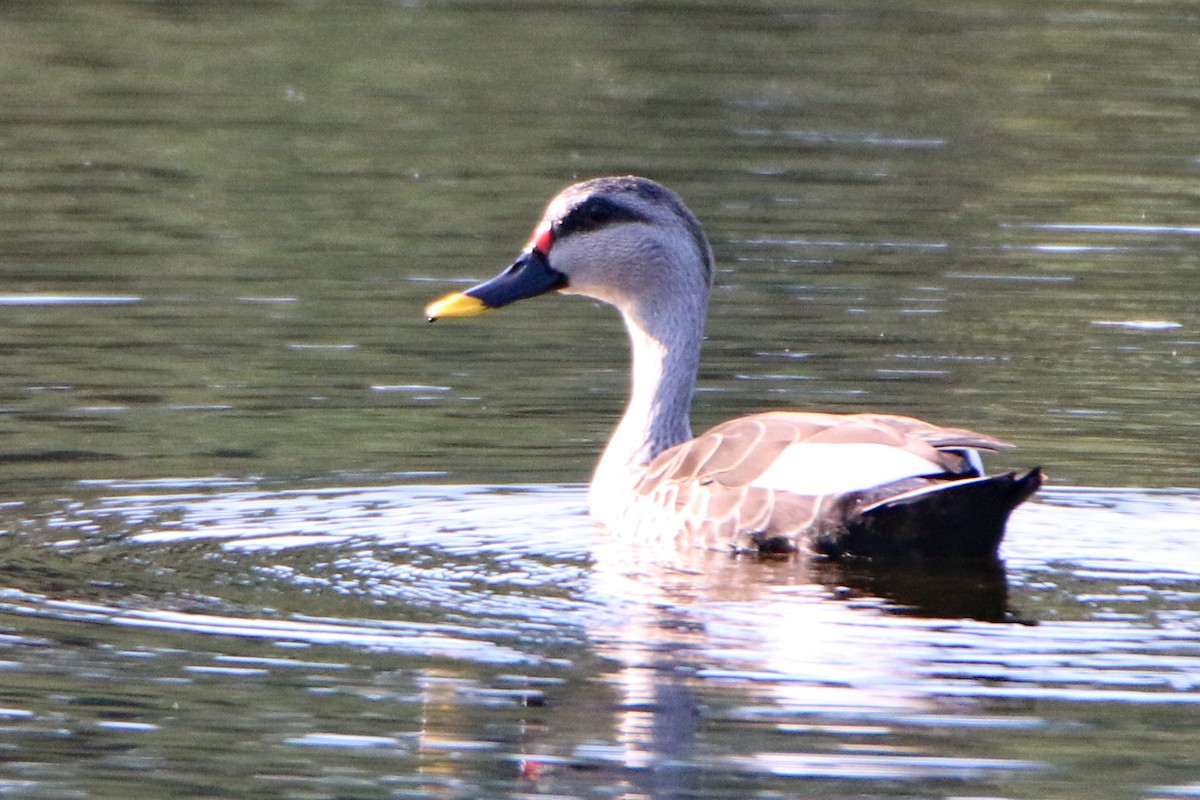 Indian Spot-billed Duck - ML518121841