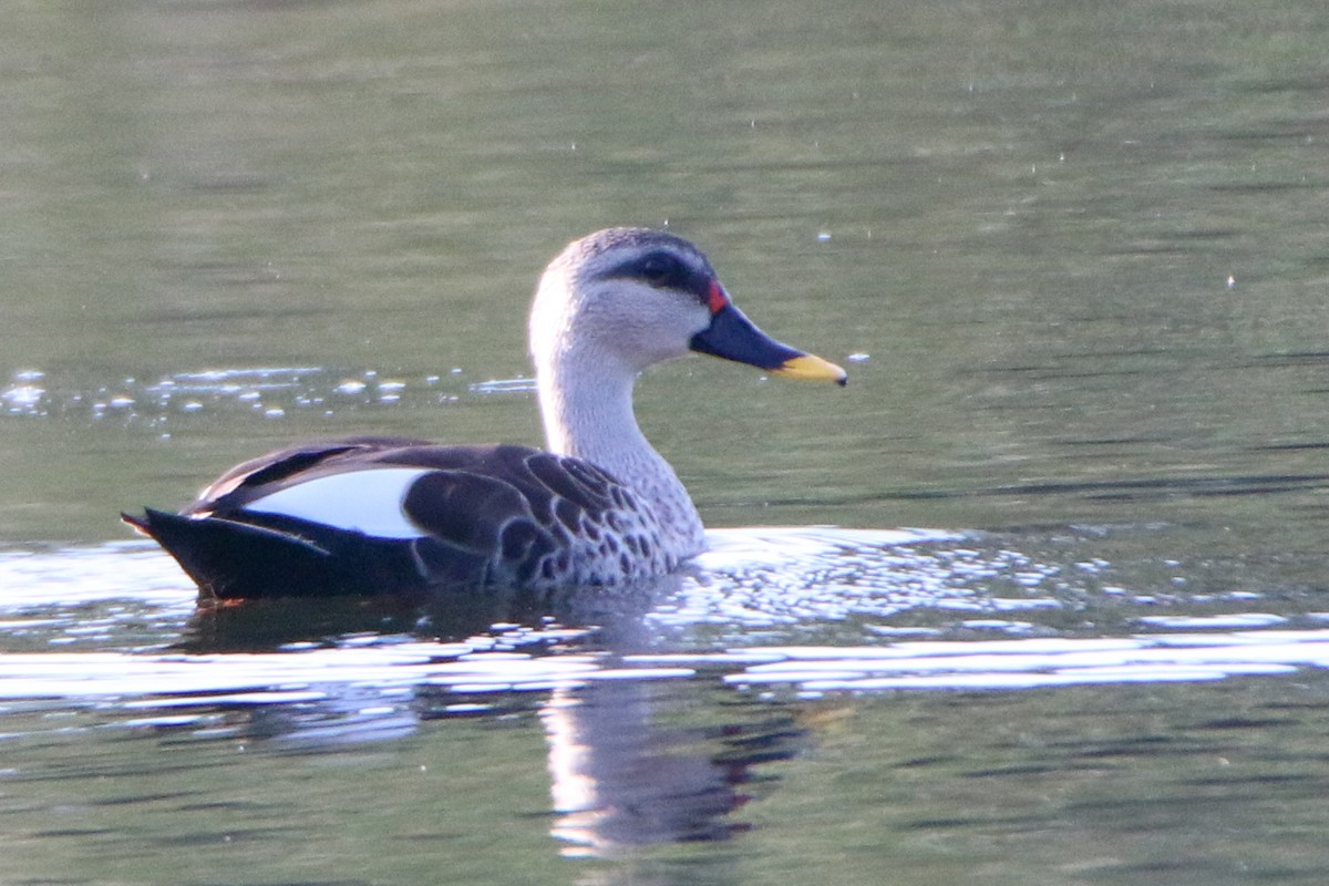 Indian Spot-billed Duck - ML518121911