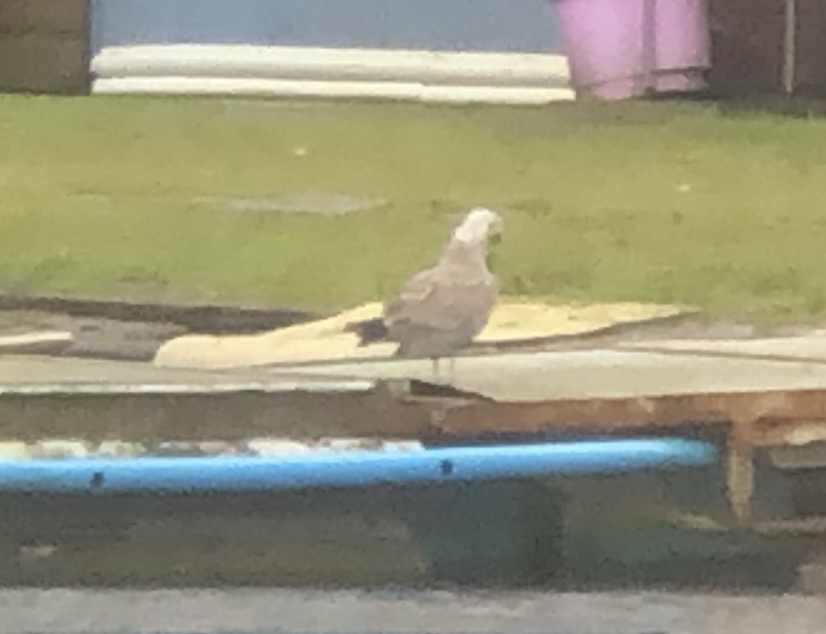 Caspian/European Herring/Yellow-legged Gull - ML518122161