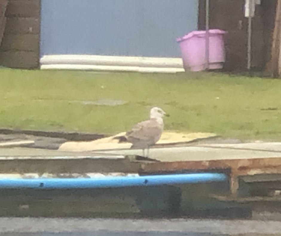 Caspian/European Herring/Yellow-legged Gull - ML518122171