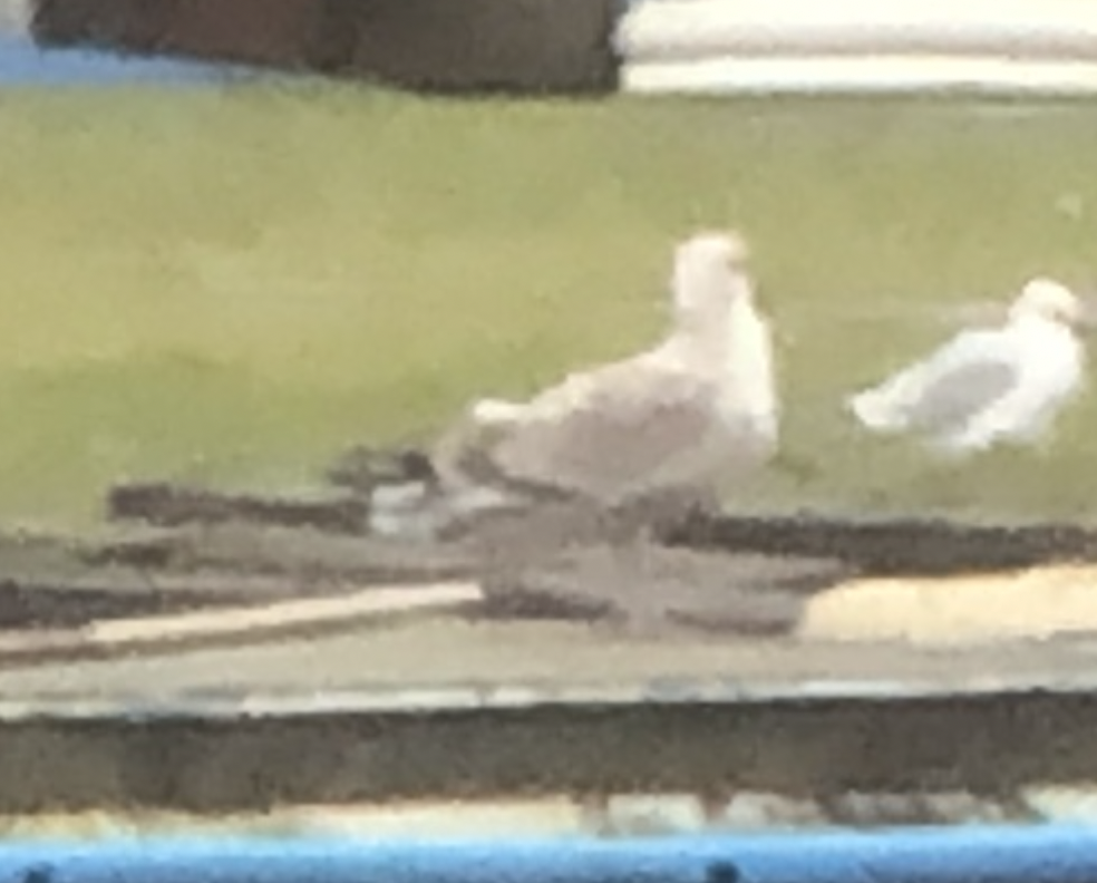 Caspian/European Herring/Yellow-legged Gull - ML518122181