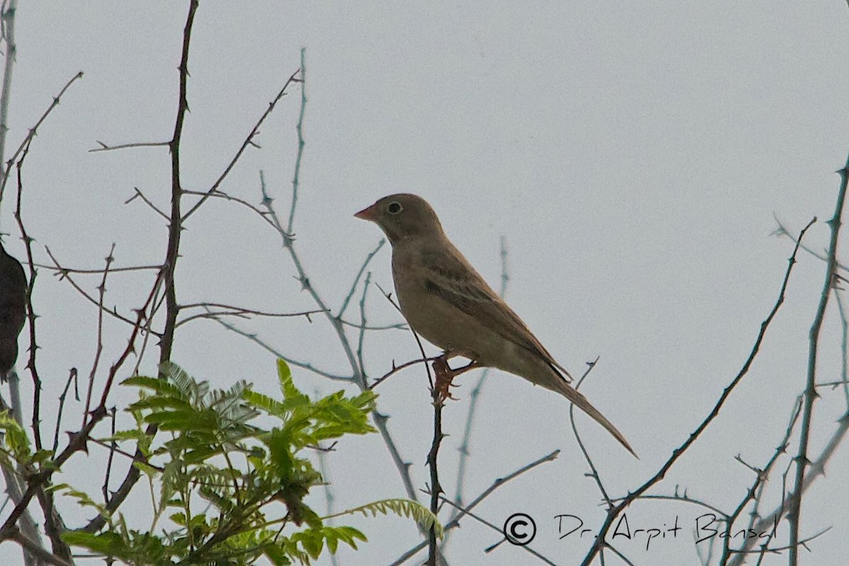 Gray-necked Bunting - ML518122991