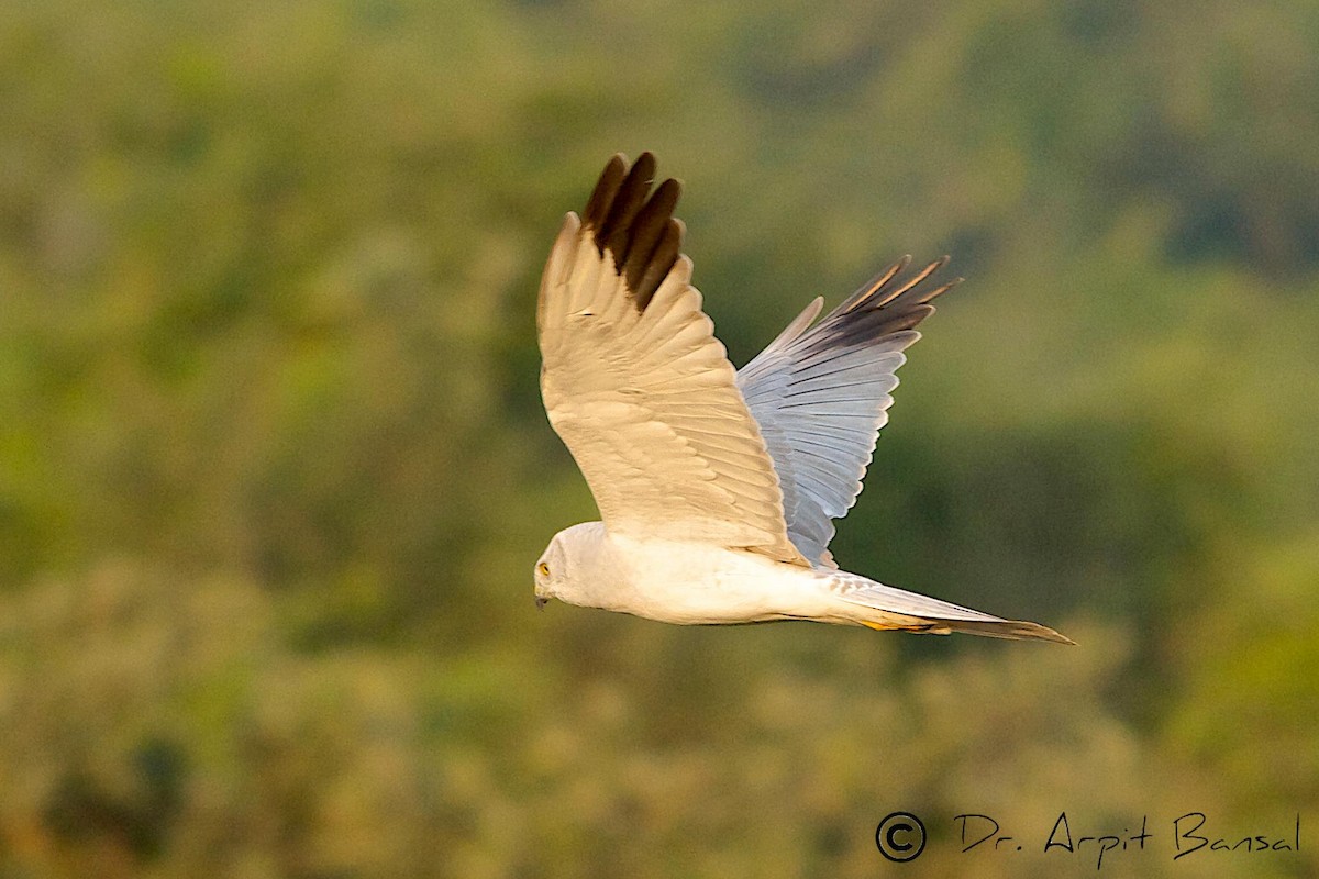 Pallid Harrier - ML518123161