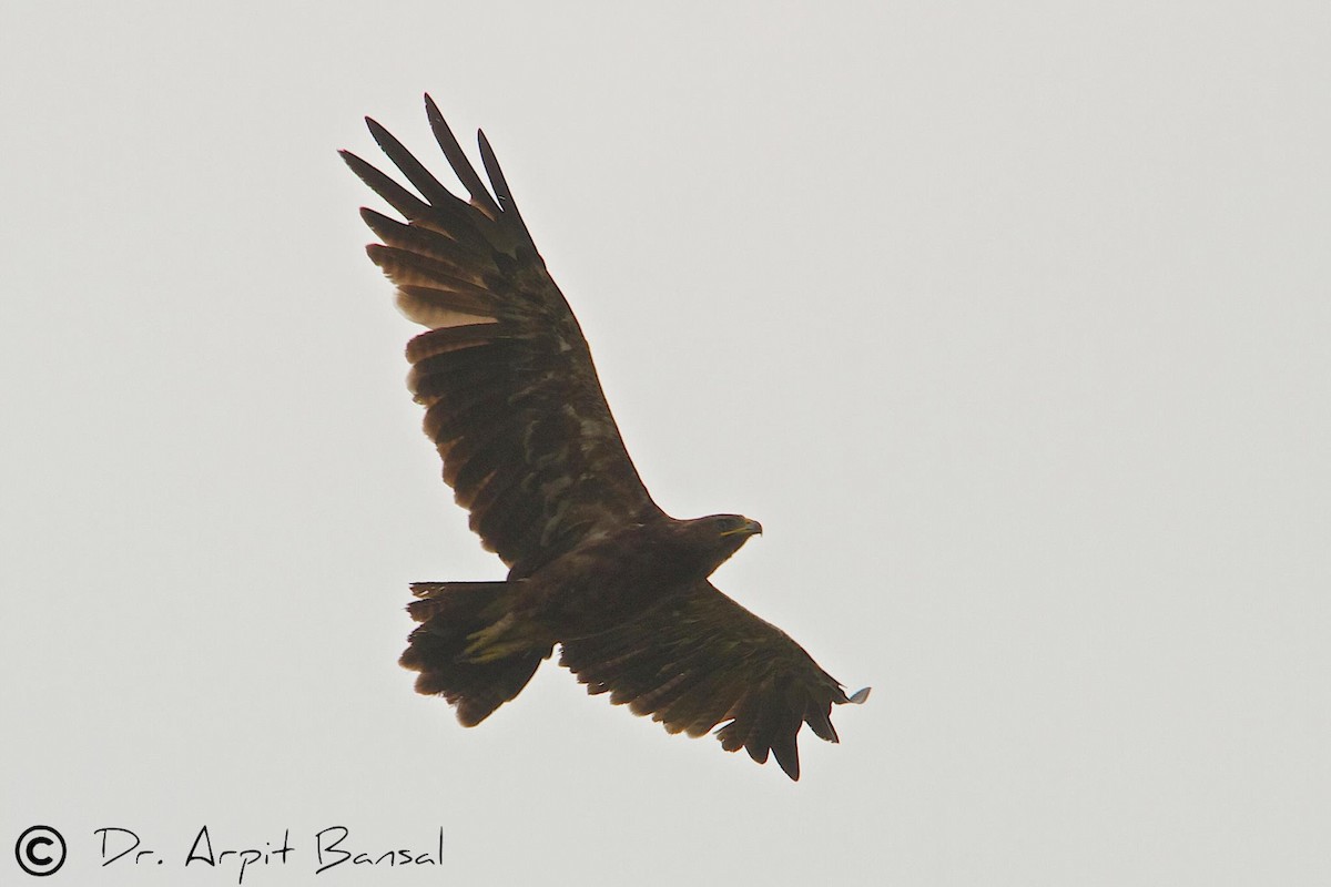 Indian Spotted Eagle - ML518123291