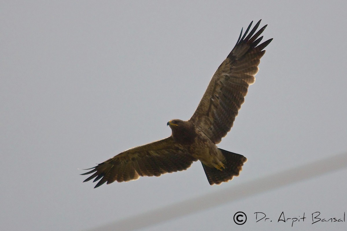 Indian Spotted Eagle - ML518123301