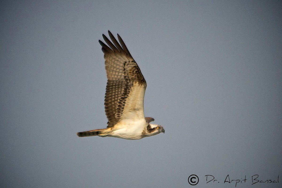 Águila Pescadora - ML518123381