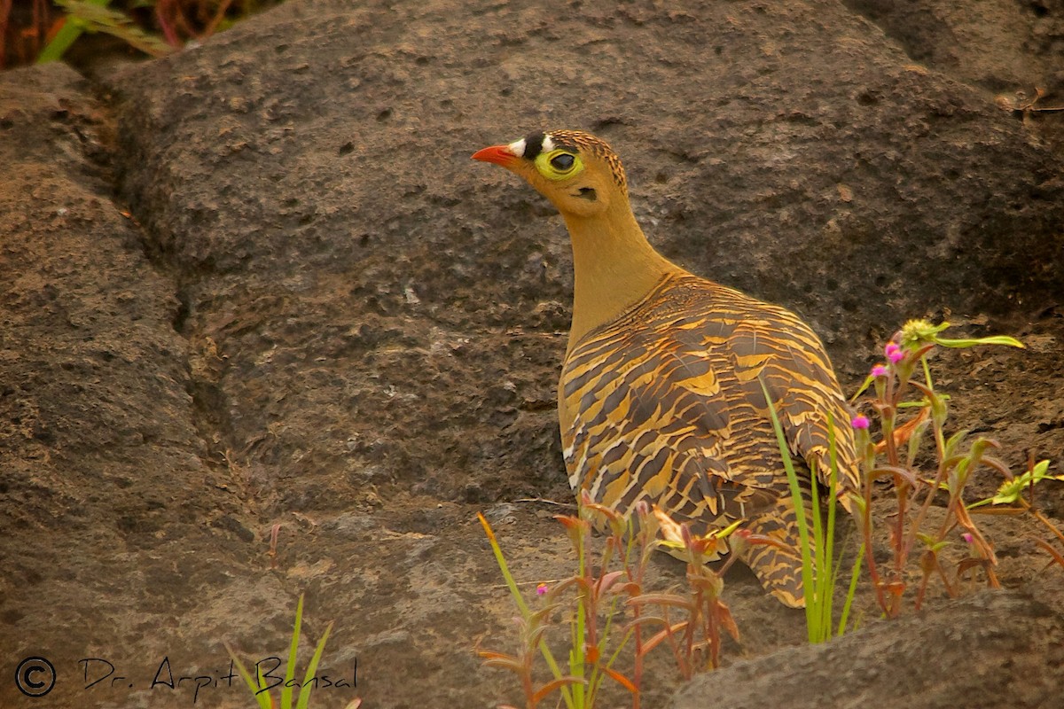 Painted Sandgrouse - ML518123451