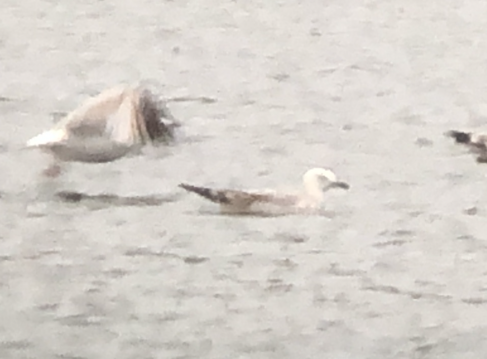 Caspian Gull - ML518123631