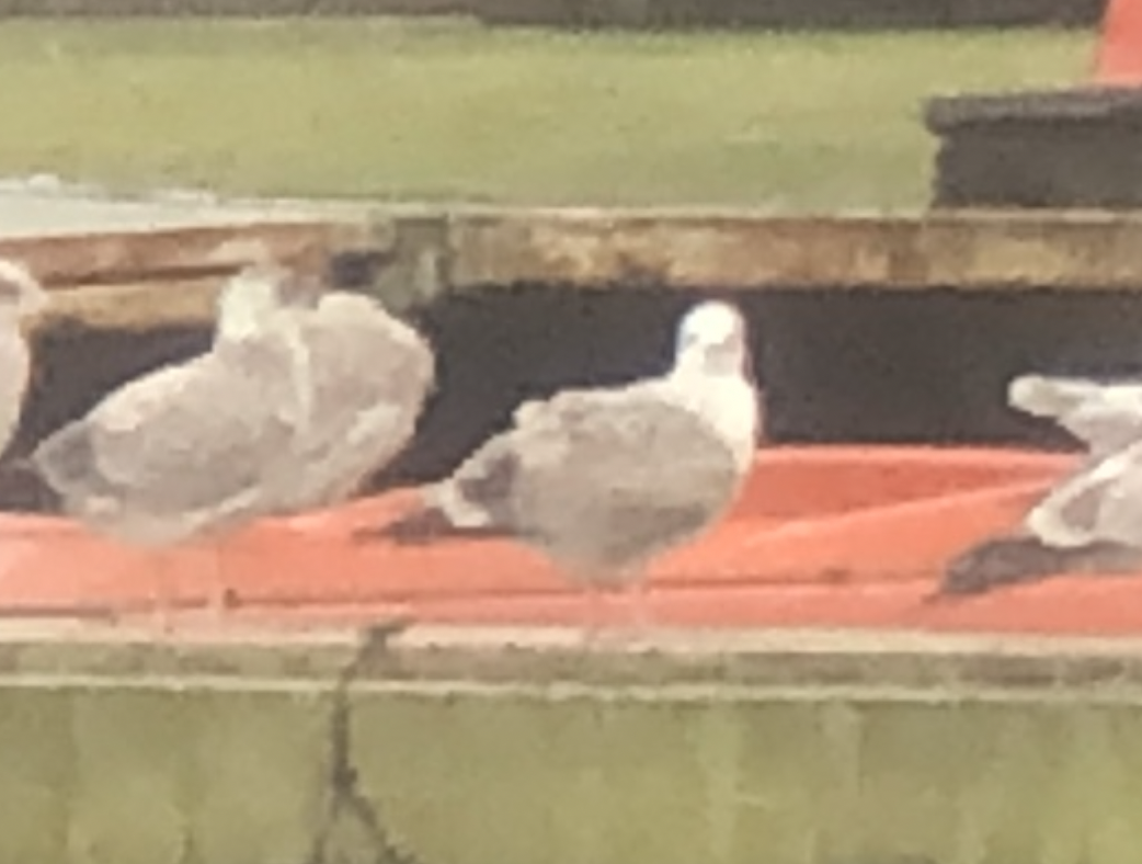 Caspian/European Herring/Yellow-legged Gull - ML518124021