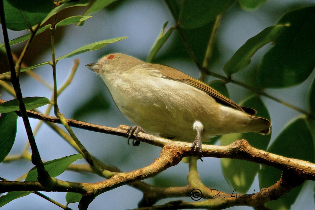 Thick-billed Flowerpecker - ML518124051