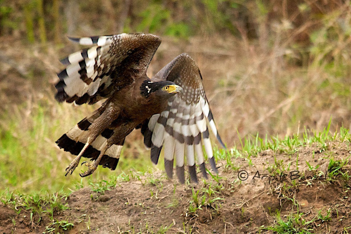 Crested Serpent-Eagle - ML518124081