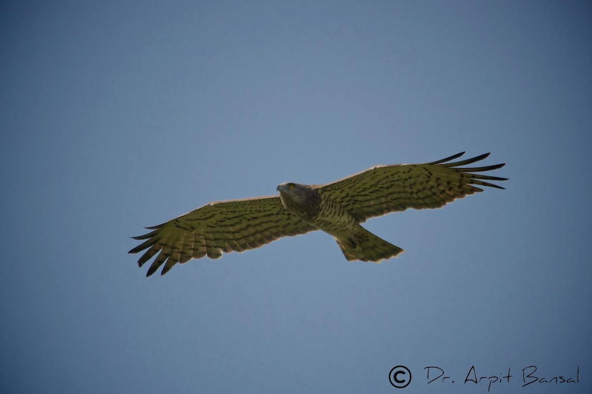 Short-toed Snake-Eagle - ML518124101