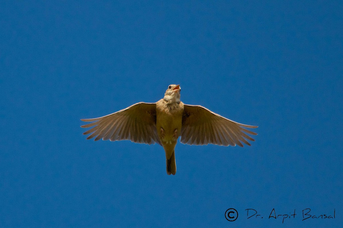 Singing Bushlark (Singing) - ML518124231