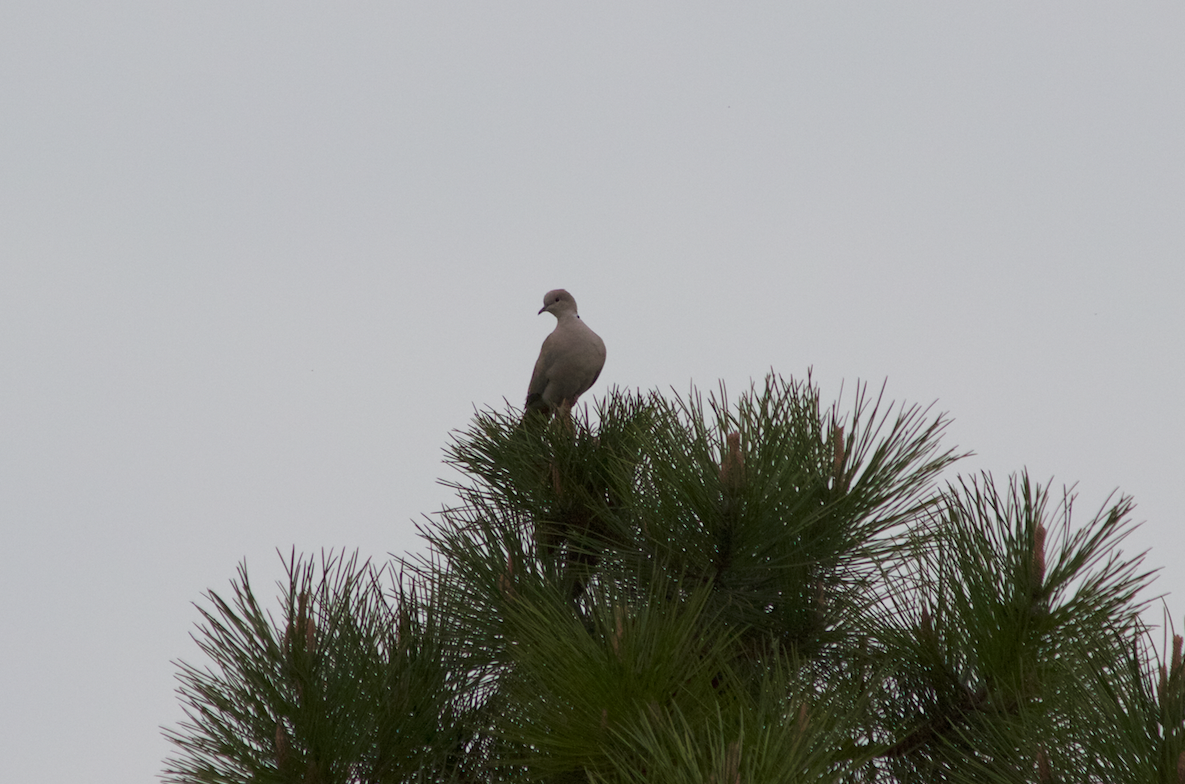 Eurasian Collared-Dove - ML51812431