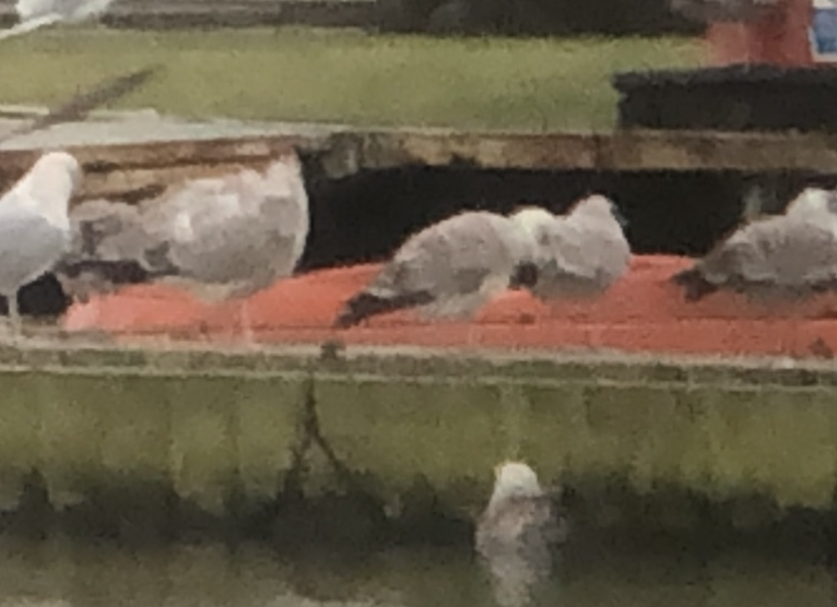 Caspian/European Herring/Yellow-legged Gull - ML518124541