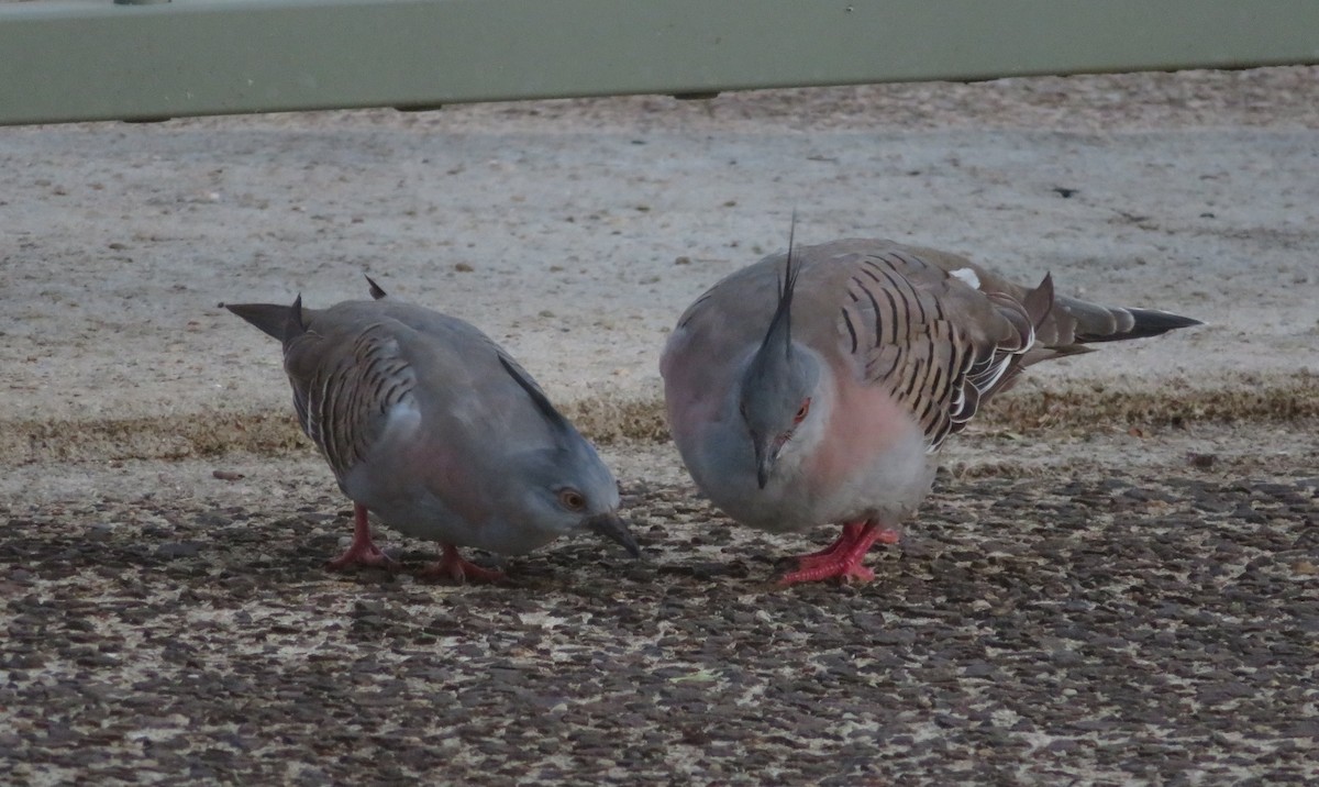 Crested Pigeon - ML518124871
