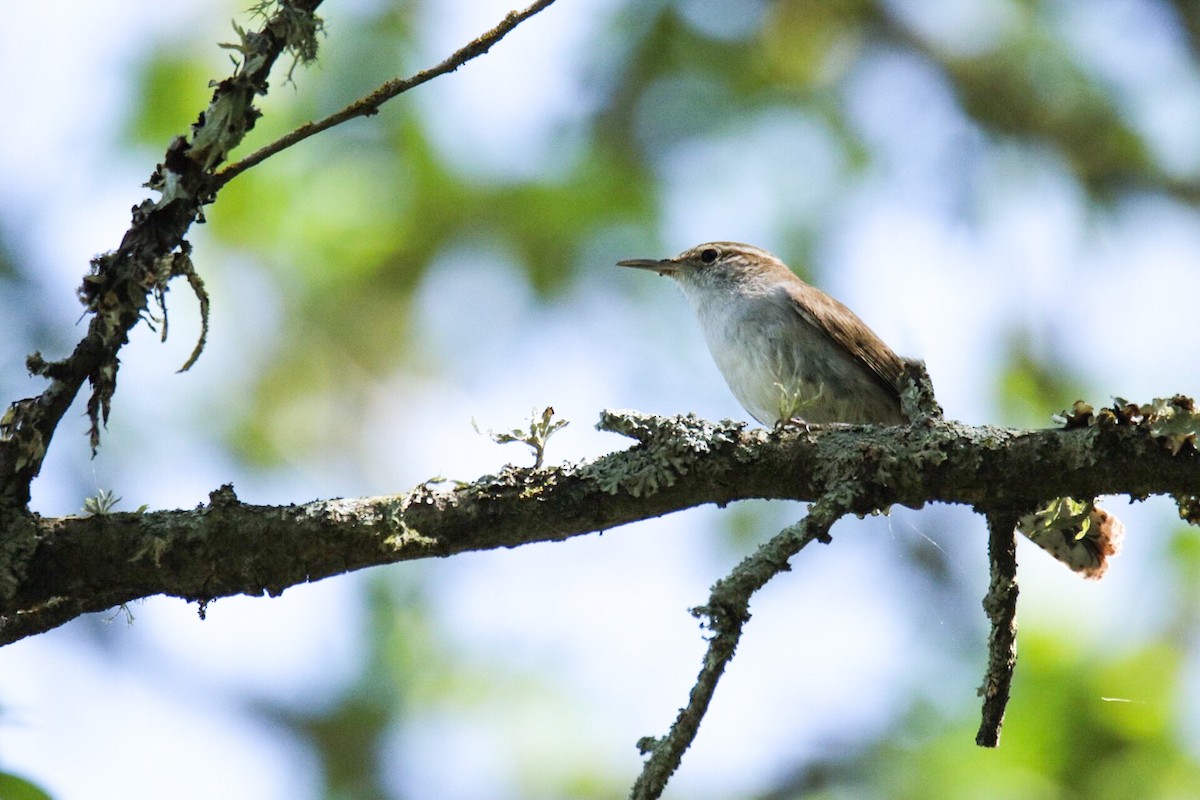 Bewick's Wren - ML51812511