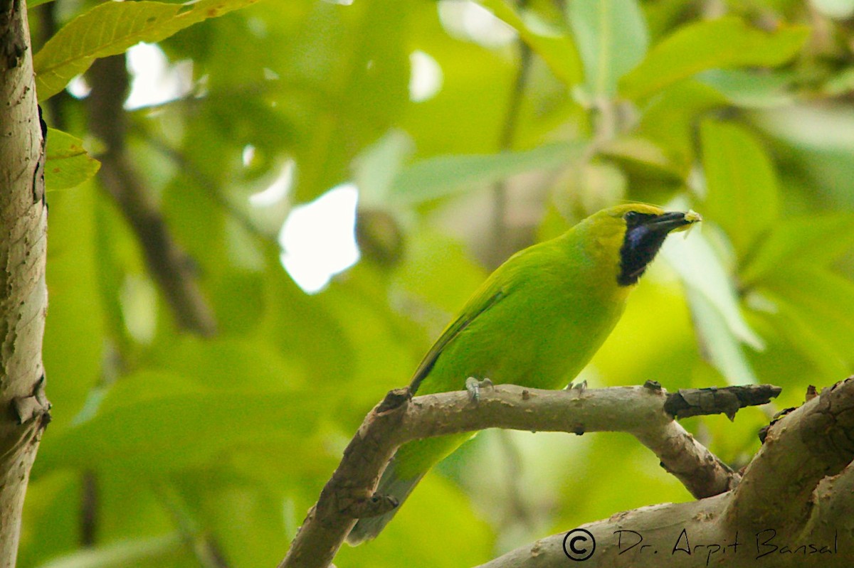 Jerdon's Leafbird - Arpit Bansal