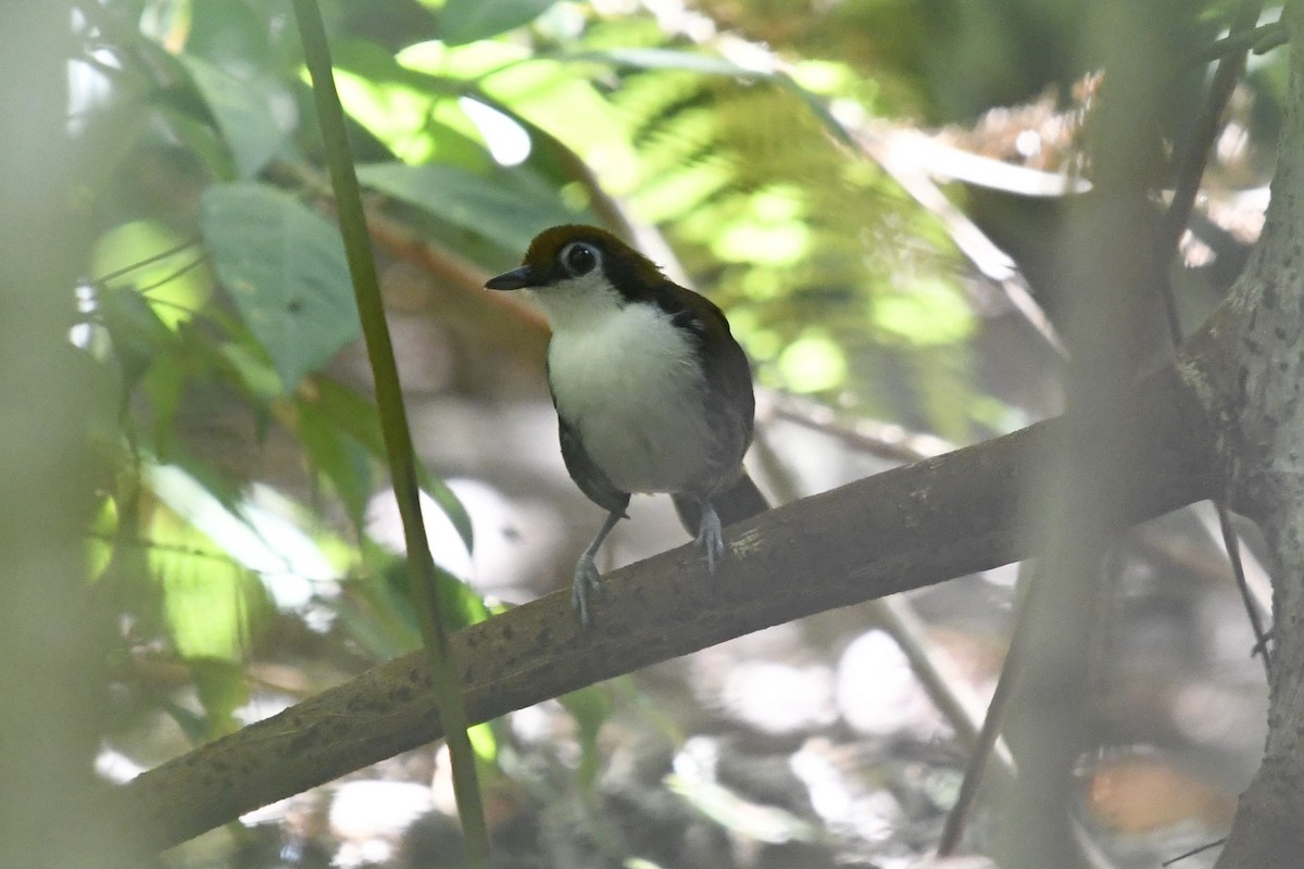 White-cheeked Antbird - Fernando Cediel Nacumero Birding