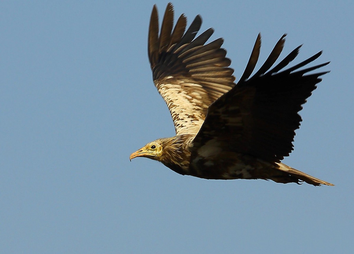 Egyptian Vulture - ML518126061