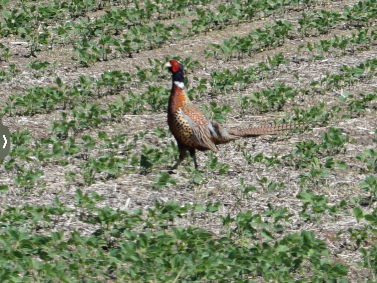 Ring-necked Pheasant - ML518126111