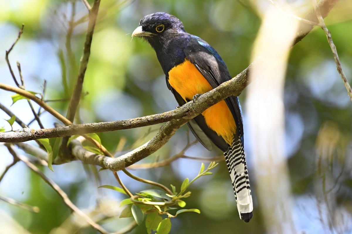 Amazonian Trogon - Fernando Cediel Nacumero Birding