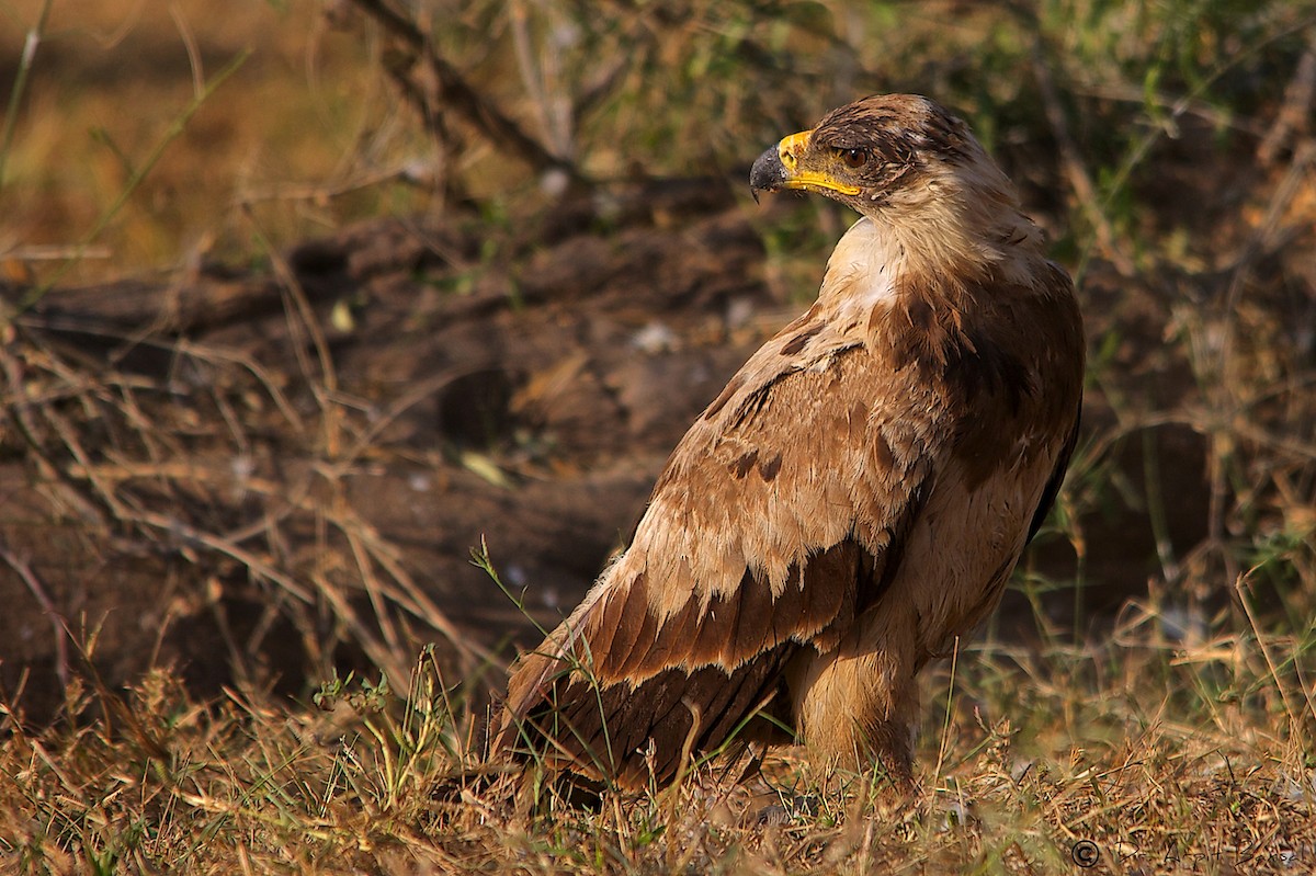 Tawny Eagle - ML518126431