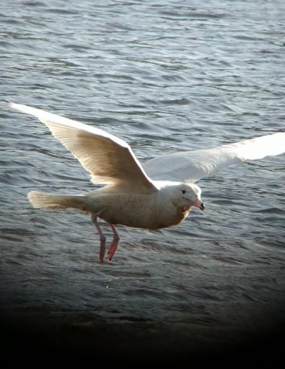 Glaucous Gull - ML518127371