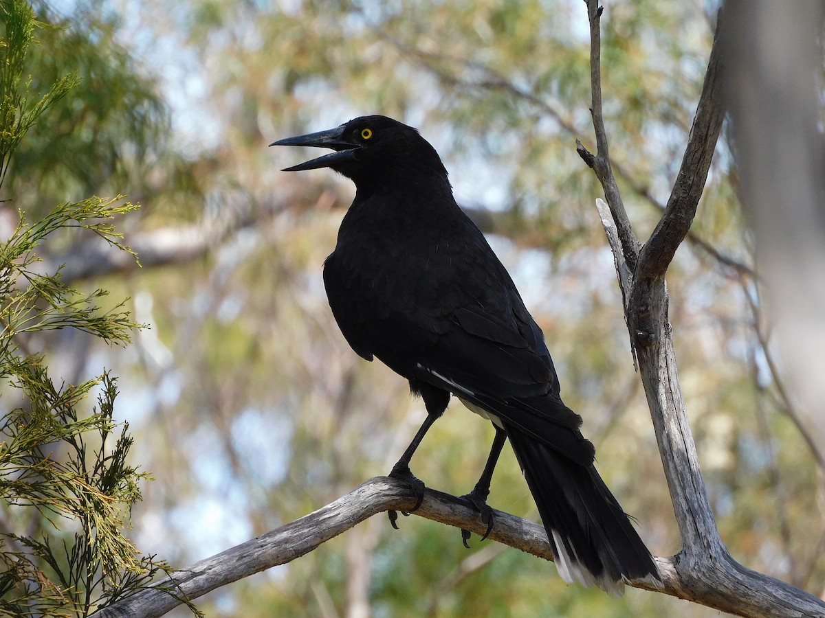 Gray Currawong - George Vaughan