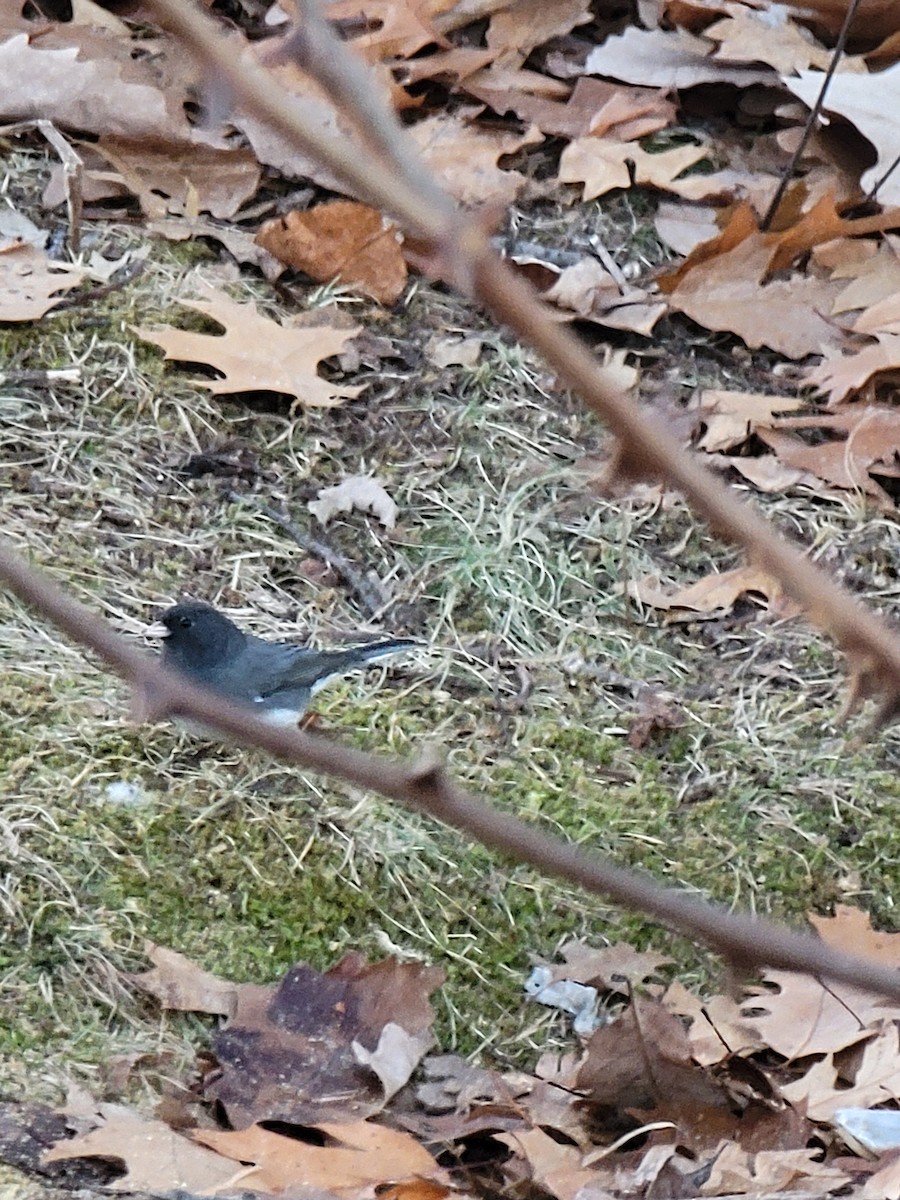 Dark-eyed Junco - ML518128161