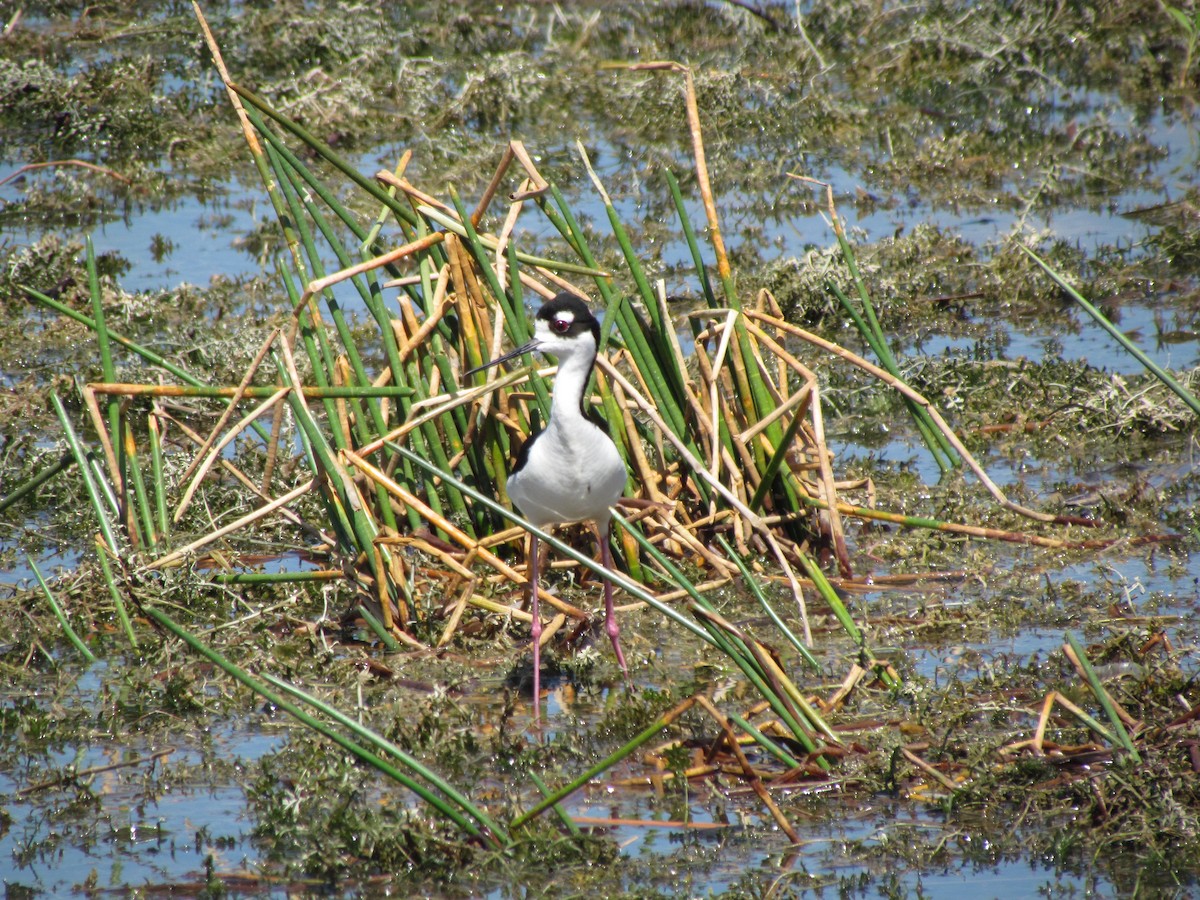 Black-necked Stilt - ML51812841