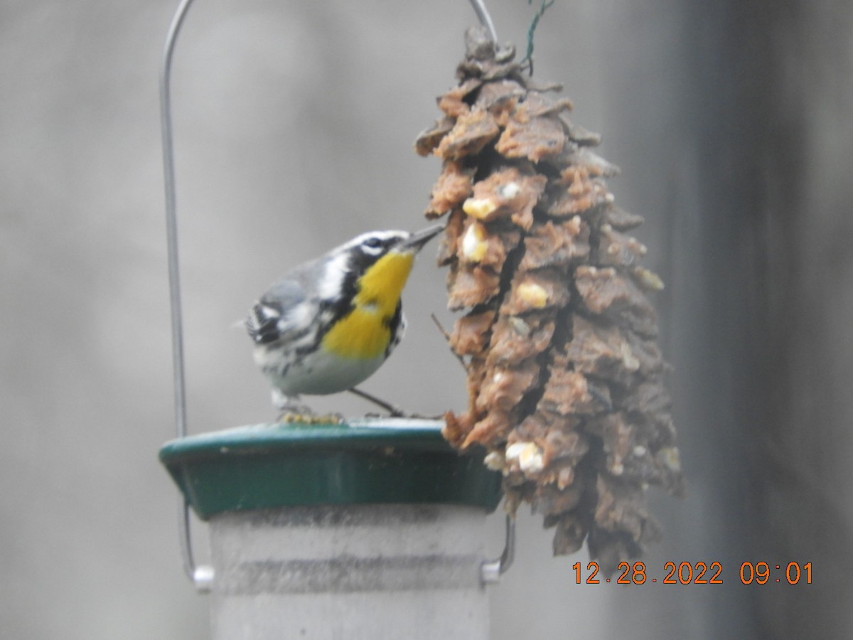 Yellow-throated Warbler - Beverly King