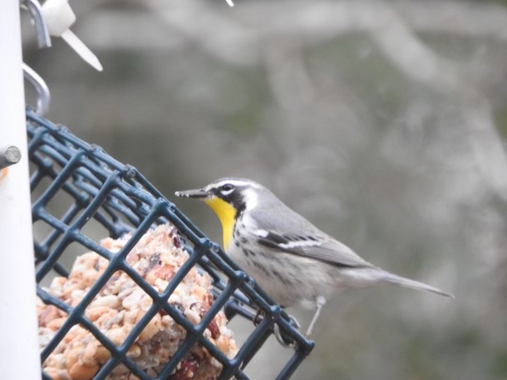 Yellow-throated Warbler - ML518128501