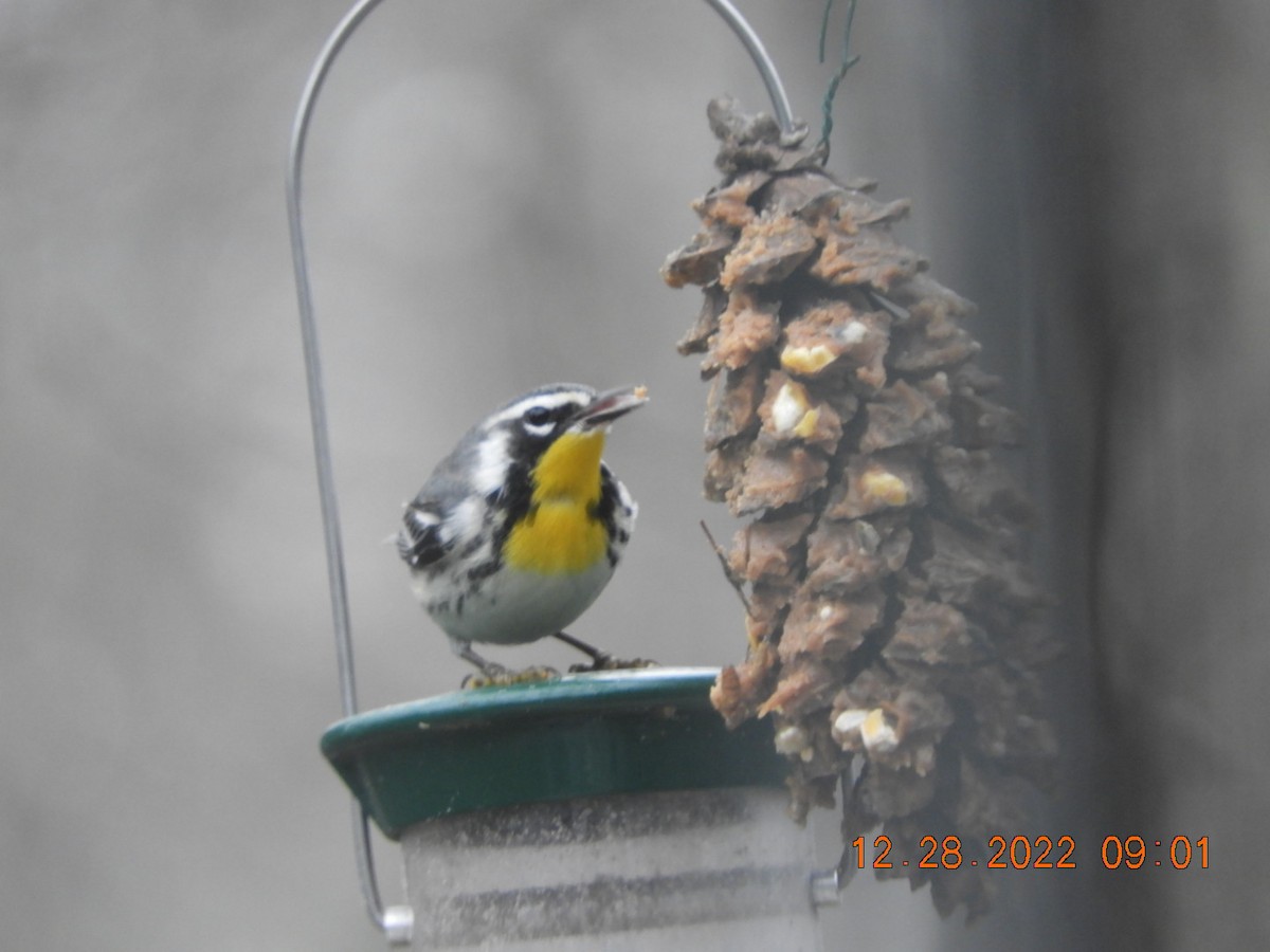 Paruline à gorge jaune - ML518128511