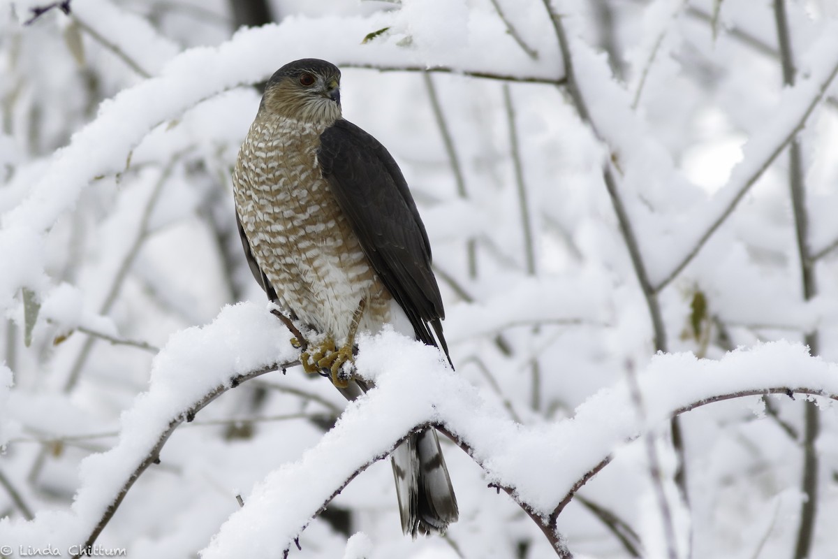 Sharp-shinned Hawk - Linda Chittum