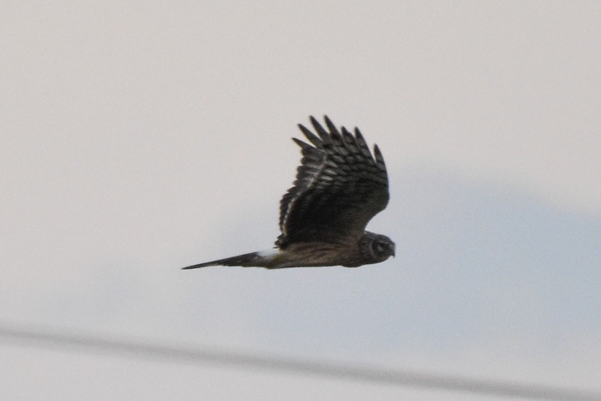 Hen Harrier - Poomrapee Buranasomtob