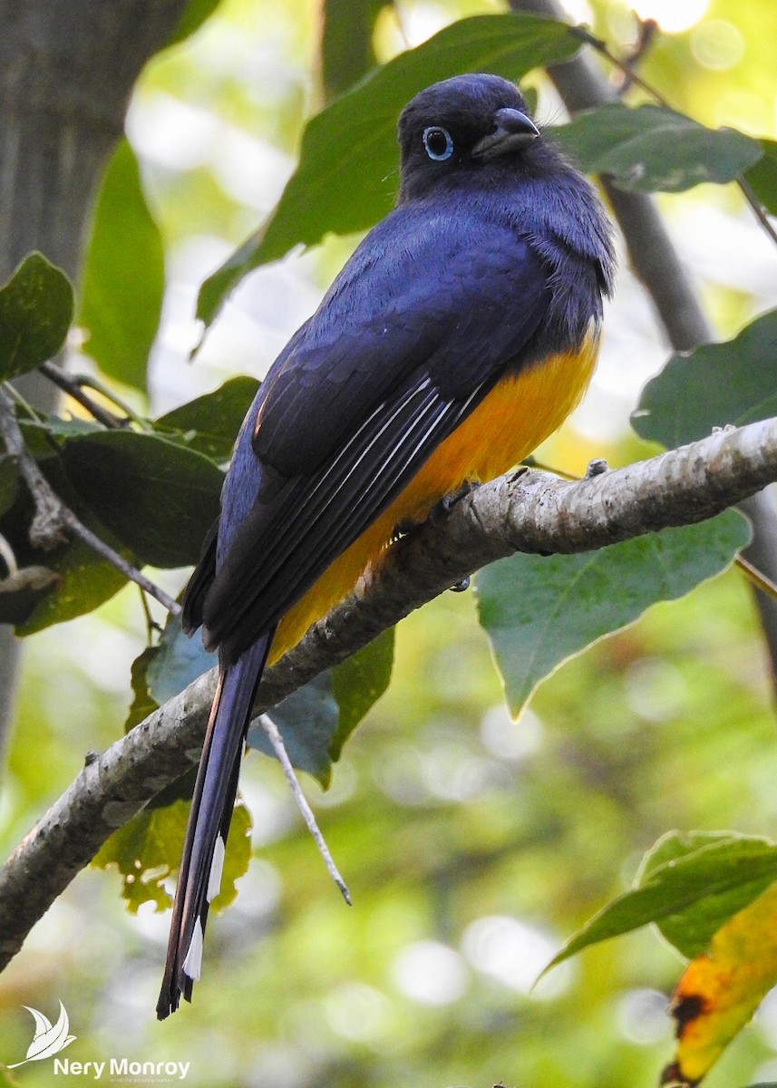 Black-headed Trogon - ML518130061