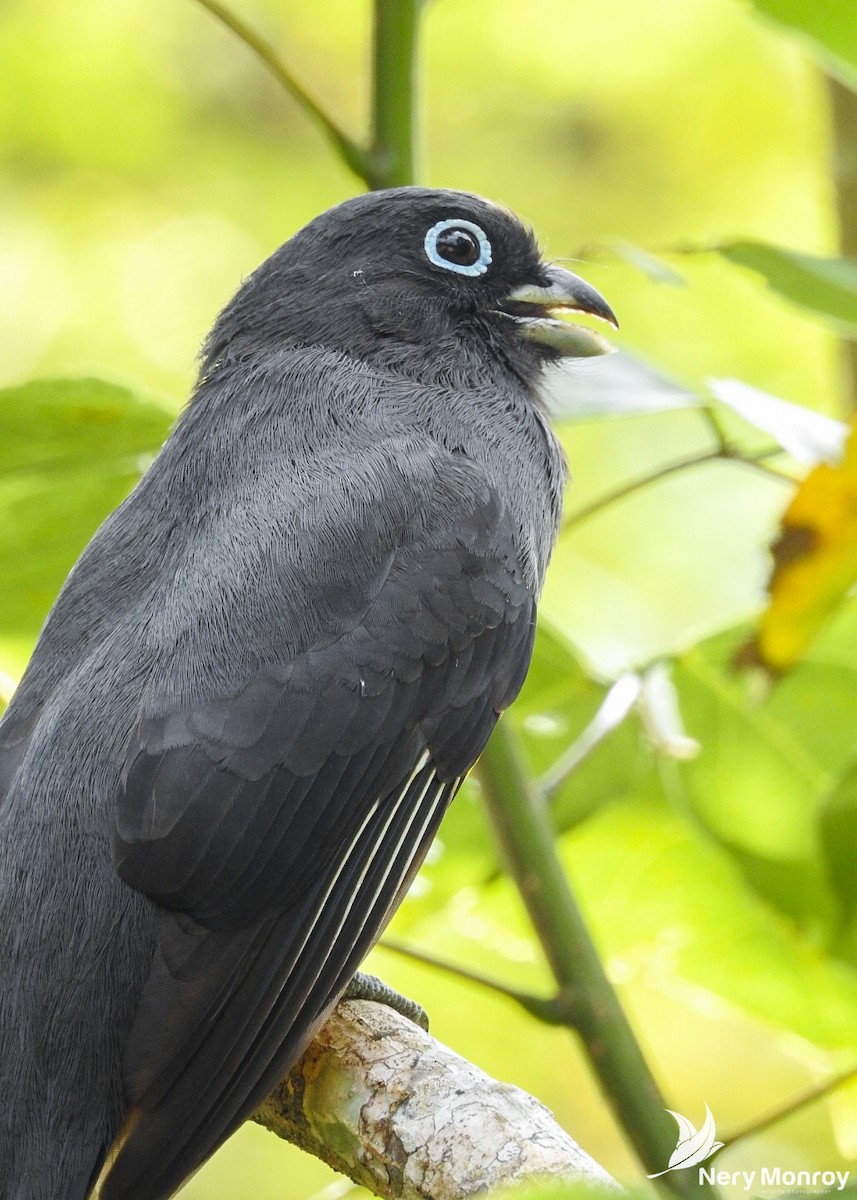 Kara Başlı Trogon - ML518130071