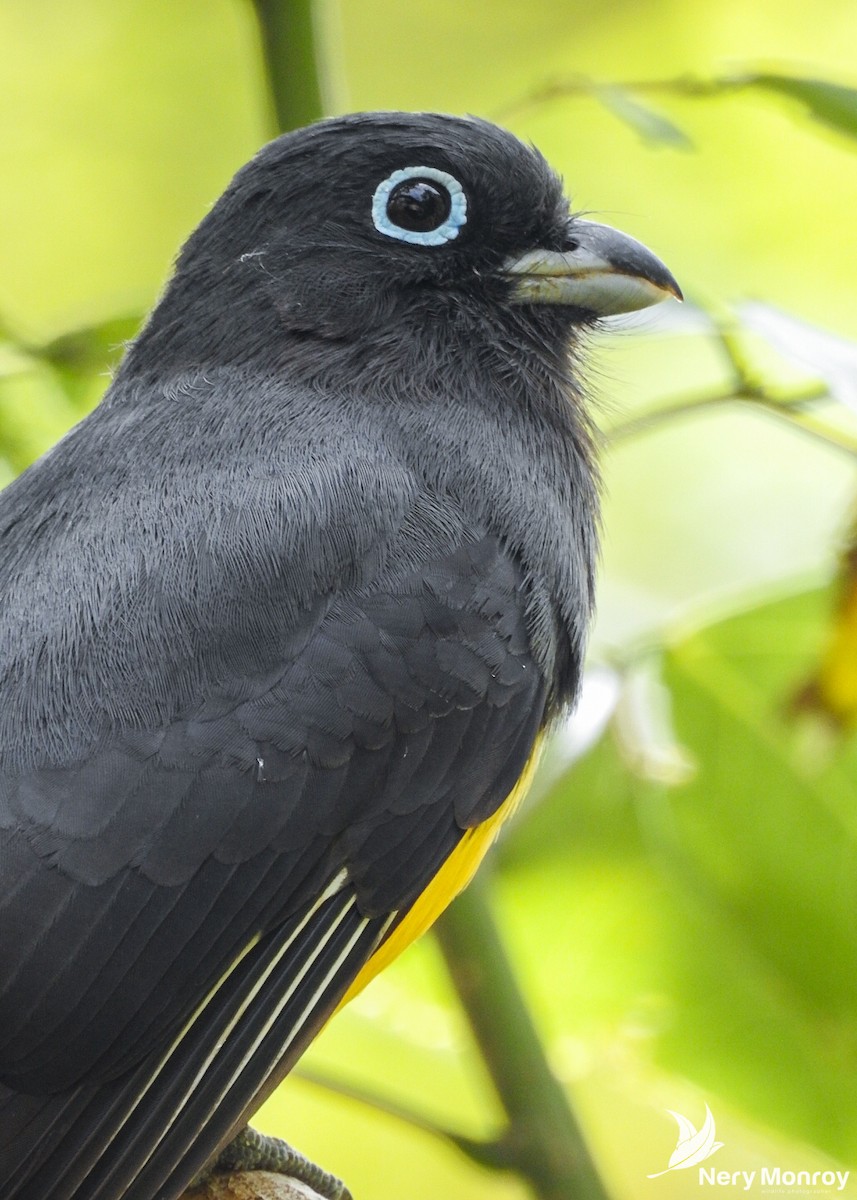 Black-headed Trogon - ML518130081