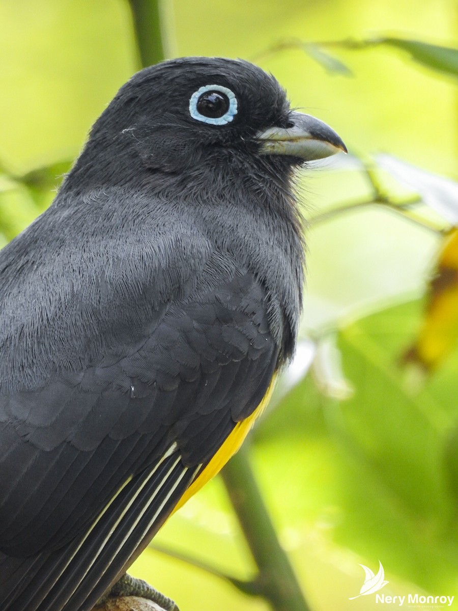 Black-headed Trogon - ML518130101