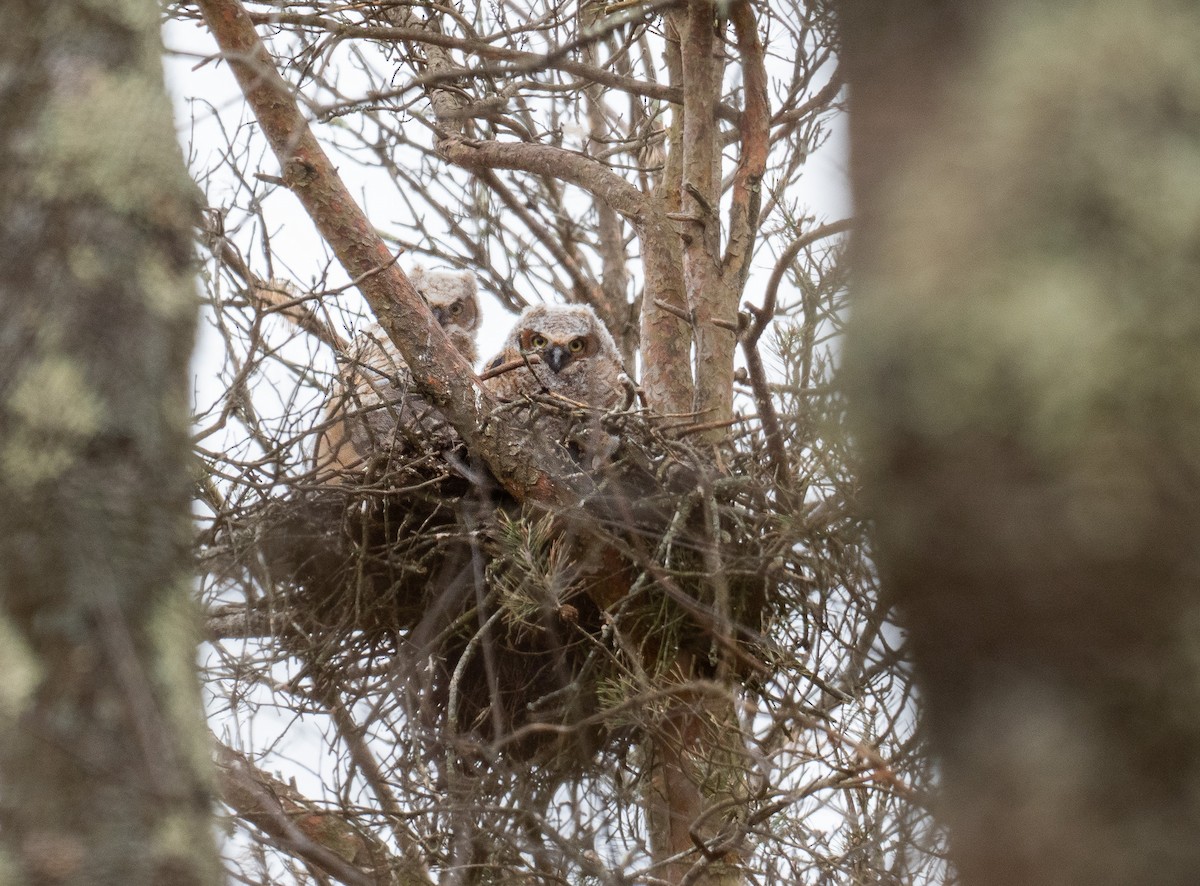 Great Horned Owl - Mollee Brown