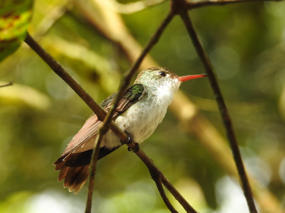 White-bellied Emerald - ML518133221