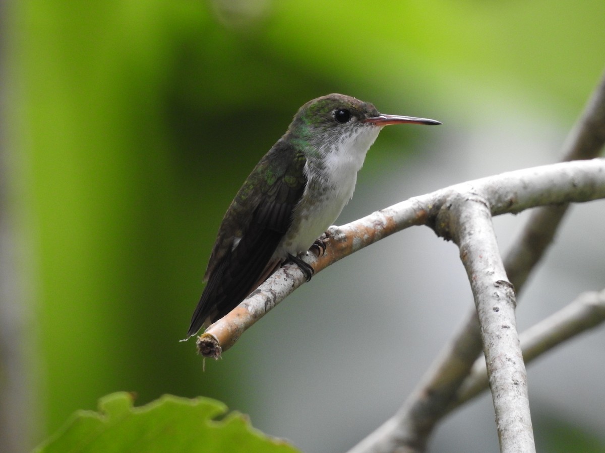 White-bellied Emerald - ML518133231