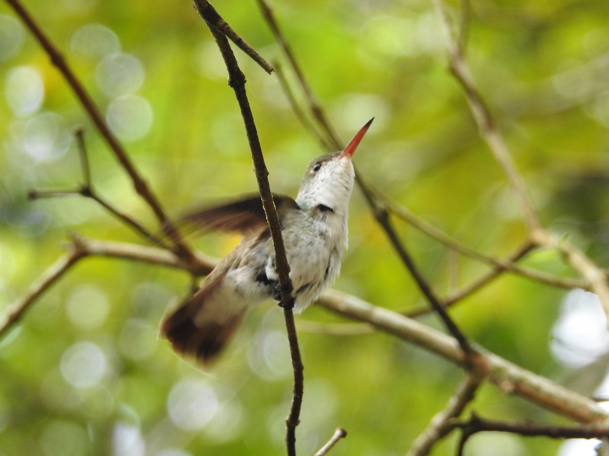 kolibřík helikóniový - ML518133241
