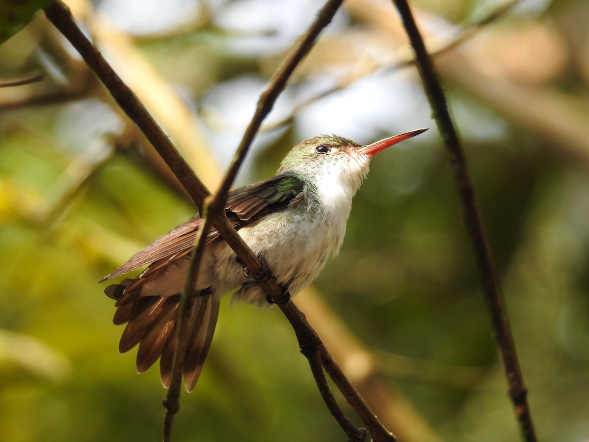 White-bellied Emerald - ML518133251