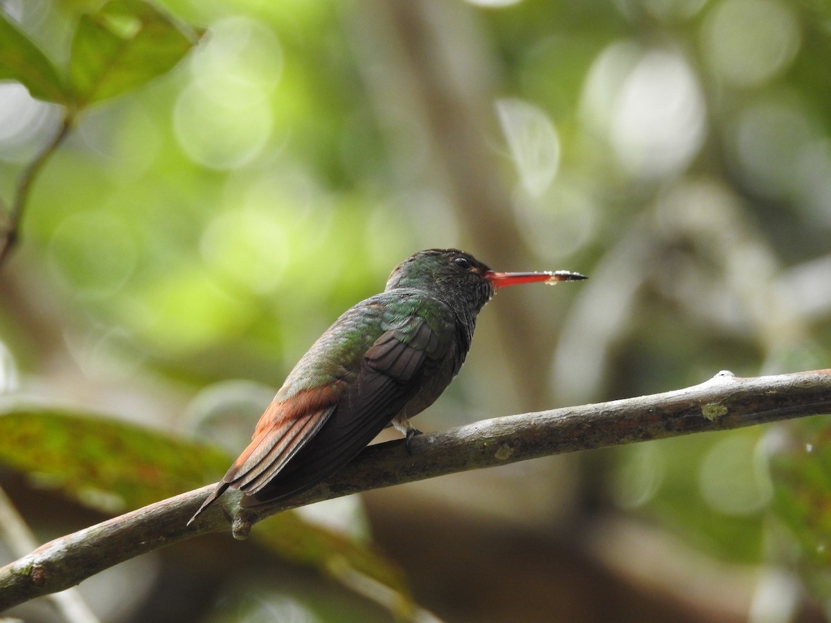 Rufous-tailed Hummingbird - ML518133491