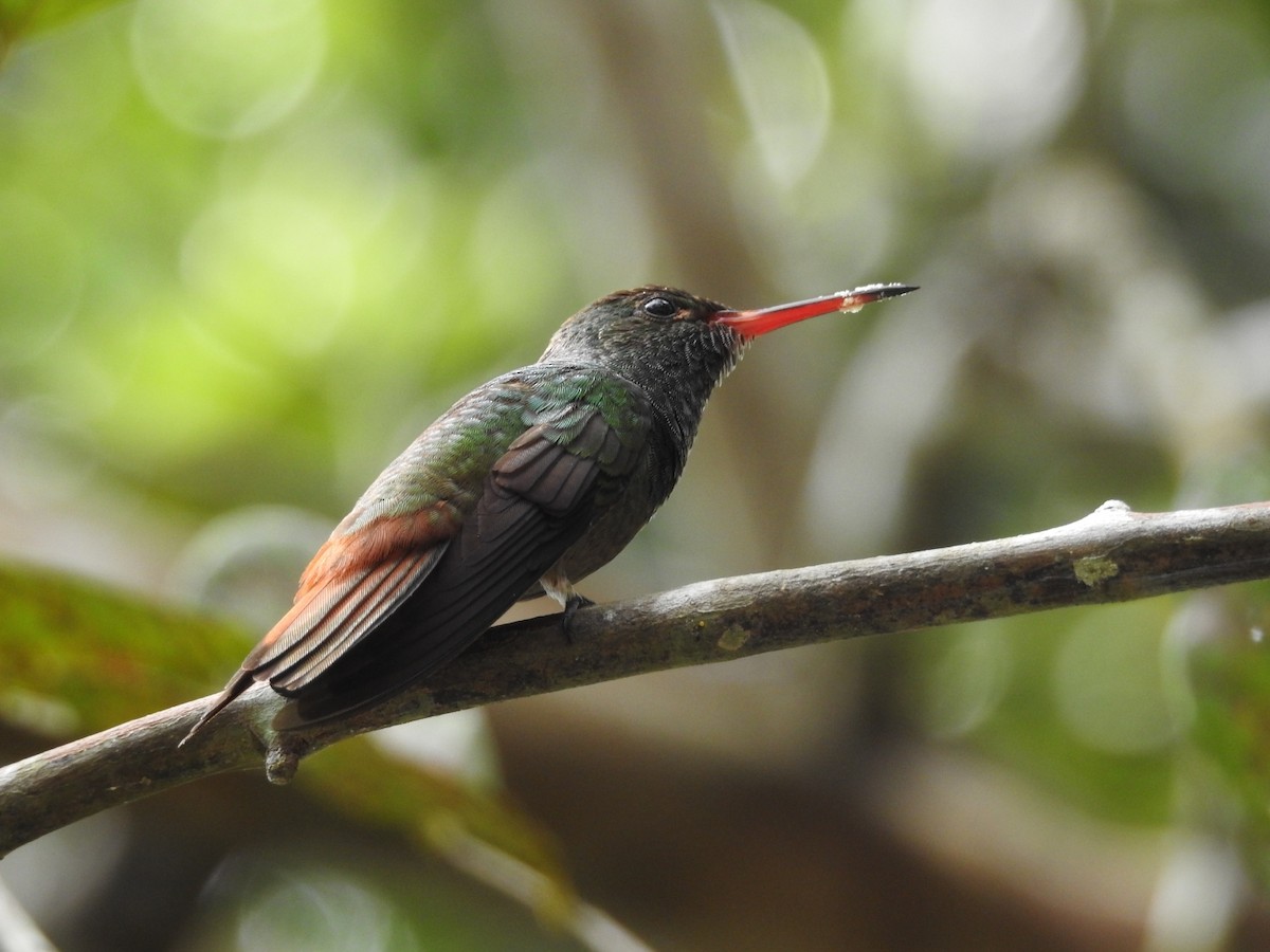 Rufous-tailed Hummingbird - ML518133501